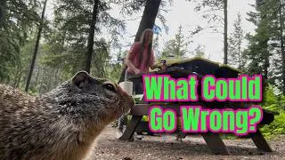Thumbnail: Solo Female Camper In Grizzly Bear Country 🐻🍯