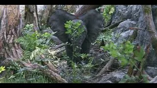 Thumbnail: Baby Elephant - Virtual Cinematography Test 1