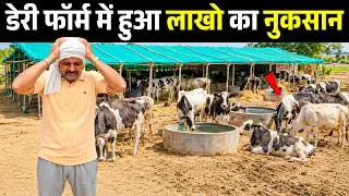 Thumbnail: ईमानदार किसान ने बताई डेरी फार्म की सच्चाई II Dairy Farm II Dairy Business II Dairy