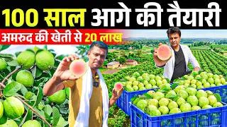 Thumbnail: विदेशी अमरुद से 1 acer में 20 लाख कमाए  II Guava farm II Guava farm Business  II Guava