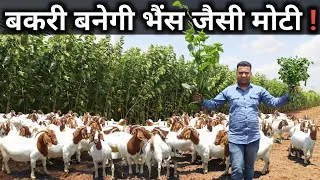Thumbnail: बकरी को मोटा करने वाले हरे चारे | Green Fodder for Goat Farming | Best Green Feed for Goats