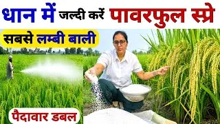 Thumbnail: धान में सबसे लम्बी बाली 🌾इस चमत्कारी खाद से | Dhan me Potash kab or kaise dale? Potash Use in Paddy