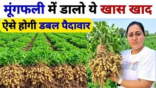 Thumbnail: मूंगफली में चमत्कारी खाद से होगी 🥜 डबल पैदावार 😲| Mungfali me konsa khad dale | mungfali ki kheti