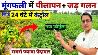 Thumbnail: मूंगफली मे पीलापन और जड़ गलन 💯कंट्रोल | Mungfali me pilapan kaise hataye | Mungfali ki kheti | Kheti