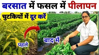 Thumbnail: बारिश में फसल का पीलापन ! 24 घंटे में होगा गायब ?😱 Root Rot | Pest-Disease या Nutrient Deficiency