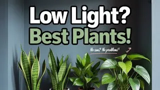 Thumbnail: Best Low Light Indoor Plants | Easy Houseplants for Dark Rooms