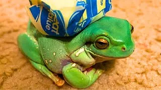 Thumbnail: butter frog