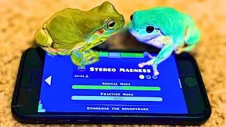 Thumbnail: My Frogs Beat Stereo Madness 