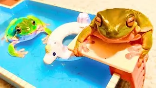 Thumbnail: Frogs Go Swimming!!! 