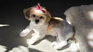 Thumbnail: ADVENTURES Boomer Puppy Joycie March - April 2026