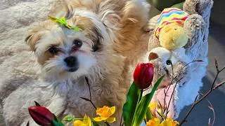 Thumbnail: EASTER LOVE QUOTES - Boomer Puppy Joycie (16 weeks old)