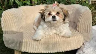 Thumbnail: IF by GEOFF (guitar instrumental) - Boomer Puppy JOYCIE 14 weeks