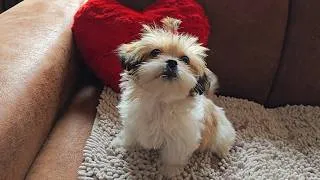 Thumbnail: Boomer Puppy JOYCIE Happy Valentine - UNCHAINED MELODY (guitar) by Geoff