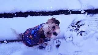 Thumbnail: Boomer Puppy Joycie  - Snow Fun