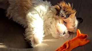 Thumbnail: Boomer Puppy Joycie - 9 weeks old