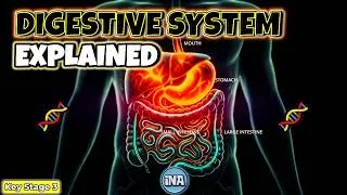 Thumbnail: The Human Digestive System | KS3 Biology