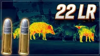 Thumbnail: Chasing Feral Hogs with a 22LR! Gone Wrong (Almost Got Ran OVER) 