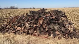Thumbnail: 105 Hogs in one night 