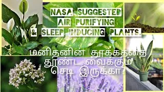 Thumbnail: Air purifying plants#easily maintainable plants#Indoor plants
