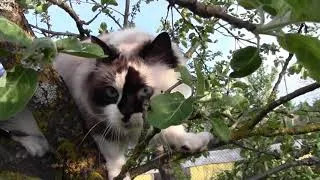 Thumbnail: Liza Ragdoll Cat on Tree - 4K Video - 23 May 2013 - Кошка Лиза Рэгдолл на дереве