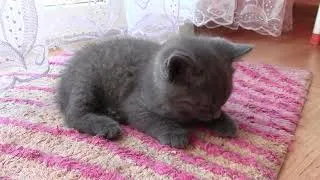 Thumbnail: НАШ ЛЕОЧКА - БРИТАНСКИЙ КОТЁНОК - BRITISH SHORTHAIR KITTEN CATBOY - 2 MONTHS - 27 MARCH 2018