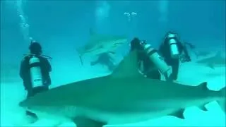 Thumbnail: Shark Attack Scuba Diver Caught on video