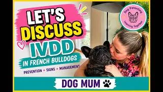 Thumbnail: Lets talk Frenchie IVDD #frenchbulldog #dogtraining #frenchies #dog #dogs #dogmom #doglove