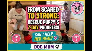 Thumbnail: Rescue puppy! Food patience challenge in 7days #dogtrainer #dogcoach #challenge #puppy #dogmom #dog