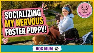 Thumbnail: Unsocialised Foster Puppy experiences the world for the first time #dogtrainer #dogcoach #fosterdog