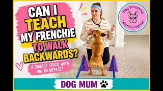 Thumbnail: Can i teach my Frenchie to walk backwards? #dogcoach #dogtraining #dogtrainingtips  #dogmom #dogs