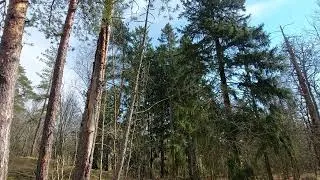 Thumbnail: Nordic Birds Singing in the Wild | Authentic Nature Sounds (No Music)