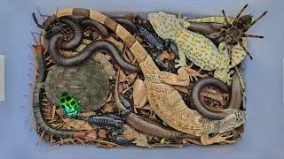 Thumbnail: Extreme wild lizard hunting, catch beautiful lizard,gecko,iguana,birds,honey beetle and turtle,bugs