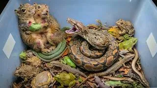 Thumbnail: Catching snake,frog,squirrel,lizard,birds,toad that are very amazing!!!