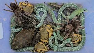 Thumbnail: Catching snake,frog,lizard,toad,water spider,bullfrog,skink
