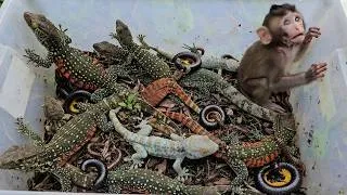 Thumbnail: Catch beautiful lizard,gecko,unique animal,dangerous lizard,monkey and other exotic animals