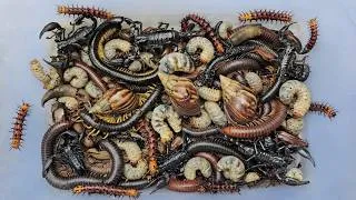 Thumbnail: Surprised catching dangerous insects venomous scorpions,caterpillar,centipedes,snails,giant milipede