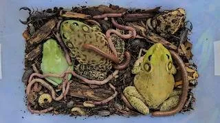 Thumbnail: Catching animals in the rainforest amazon,frog,worms,bugs,toads,lizard,gecko that are very amazing