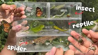 Thumbnail: Filling My Container With Spiders, Insects & Reptiles!