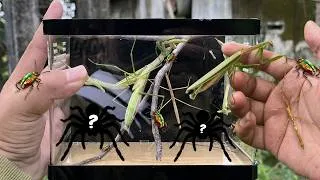 Thumbnail: Hunting Beautiful insect and Spider that live on the Ground | Grass Spider, Mantis, Leg Frog Beetle