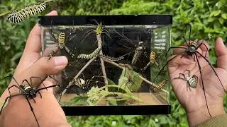 Thumbnail: Giant Golden Orb Spider Rescue!! | Hunting Spiders and Insects in the Wild
