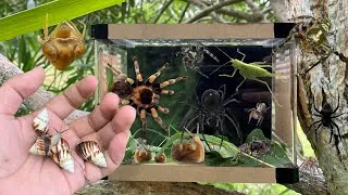 Thumbnail: Hunting Jumping Spider and i Found Bird Dropping Spider and a lot of Snail!