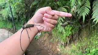 Thumbnail: Golden orb Seasons?! Hunting Spider and insect along the river | Golden orb Spider, Weaver Spider