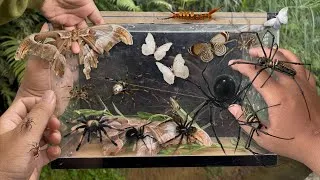 Thumbnail: There’s Giant Golden Orb Spider Everywhere! Hunting Spider and found Giant Atlas Moth in the wild