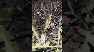 Thumbnail: Robust conehead (Neoconocephalus robustus) calling at night