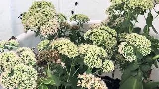 Thumbnail: Pollinators galore