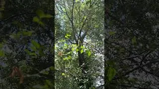 Thumbnail: Megatibicen pronotalis long call 
