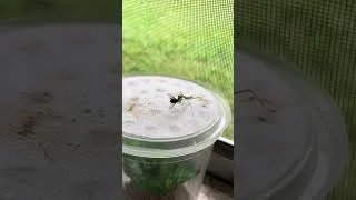 Thumbnail: Chinese mantis eating fly