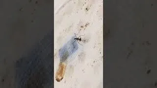 Thumbnail: Chinese Mantis (Tenodera sinensis) L1 eating fruitfly