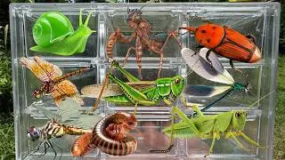 Thumbnail: Epic Wildlife Catch! Mantis  Snails Millipedes,  Dragonfly , & Grasshopper