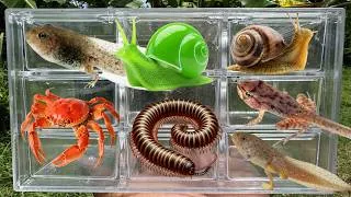 Thumbnail: I Catching Stranger insects in the Countryside I GotTadpoles, big crad, snal, Snail, Millipedes